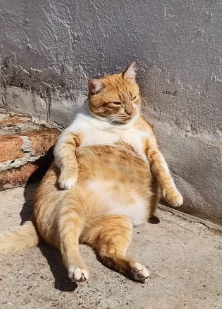 Foto real do Robert